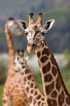 what do giraffes and humans have in common