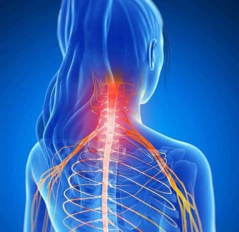 An anatomy model that shows in x-ray imaging the bones and nerves that do through the upper back and neck, with highlight in the neck vertebrae.