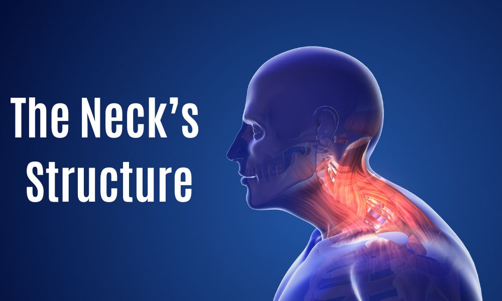 The Neck’s Structure: In Brief