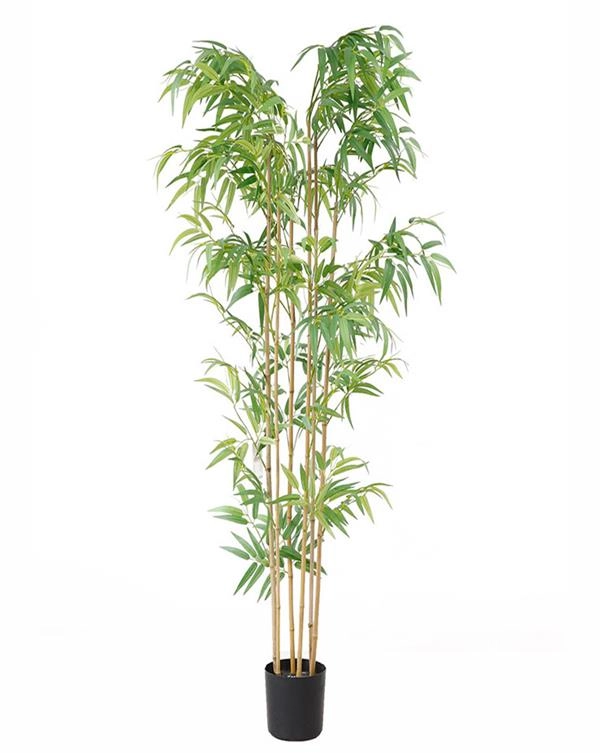 BAMBOO  NP5801_180_22_UV  ΥΨΟΣ 180cm