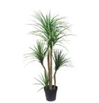 DRACAENA  NP_28_155  ΥΨΟΣ 155cm