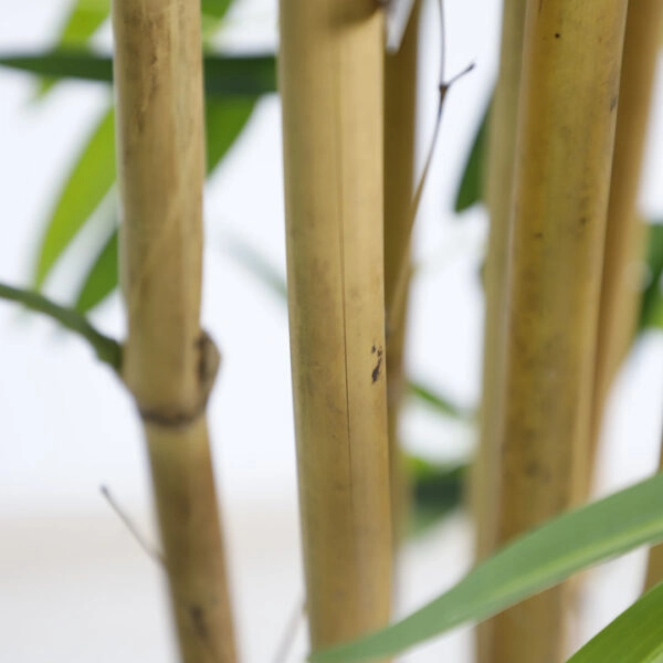 BAMBOO  NP0076_210 ΥΨΟΣ 210cm