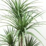 DRACAENA  NP_28_155  ΥΨΟΣ 155cm