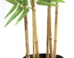 BAMBOO  NP5801_180_22_UV  ΥΨΟΣ 180cm