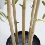 BAMBOO  NP6320_150_22 ΥΨΟΣ 150cm