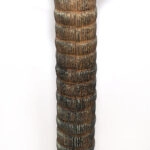 AGAVE TREE  NP802_160  ΥΨΟΣ 160cm NewPlan