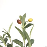 OLIVE TREE NP439_150  ΥΨΟΣ 150cm NewPlan