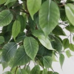 FICUS TREE NP230_210_UV  ΥΨΟΣ 210cm