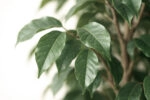 FICUS TREE NP230_210_UV  ΥΨΟΣ 210cm