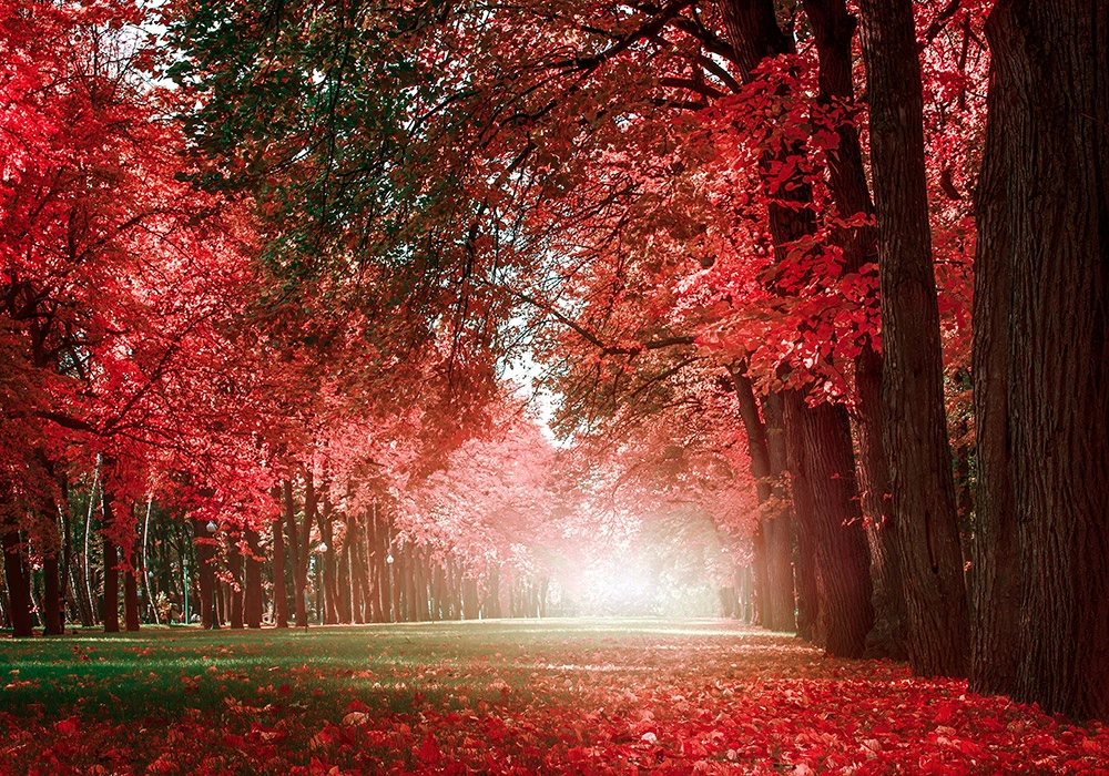 Πινακας σε καμβά AUTUMN MYSTERY ROMANTIC ALLEY