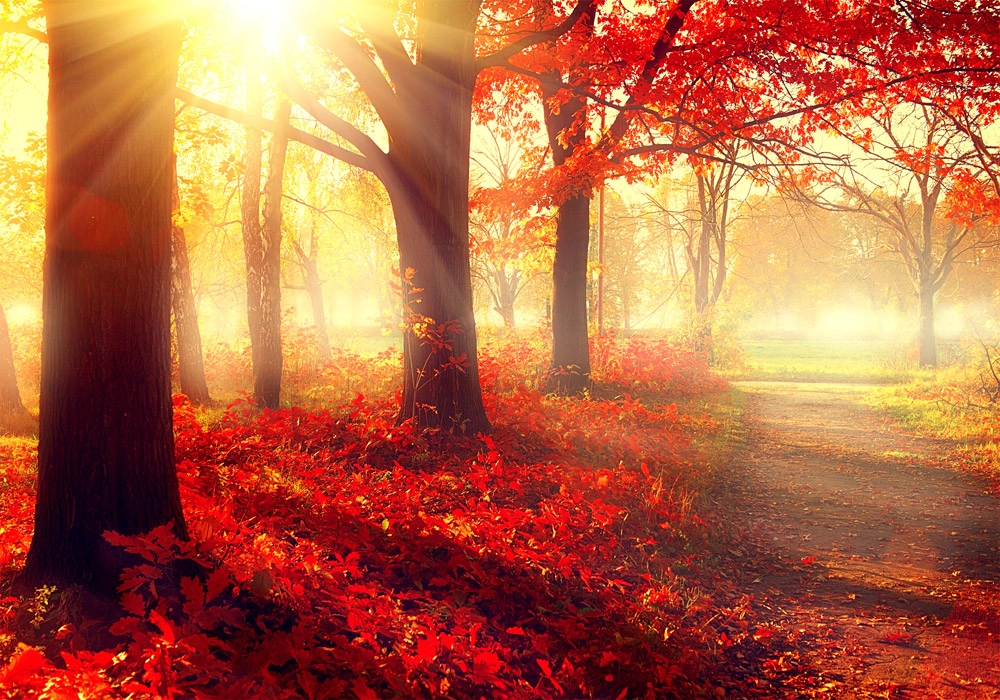 Πινακας σε καμβά BEAUTIFUL AUTUMN PARK