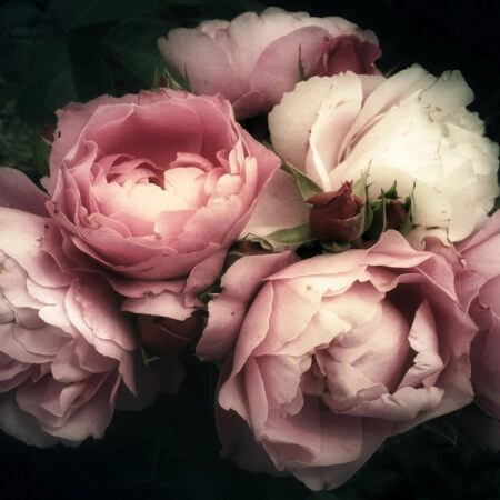 Πινακας σε καμβά BEAUTIFUL BOUQUET PINK ROSE FLOWERS - Τριανταφυλλα Sticky 5