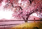 Πινακας σε καμβά BLOSSOM TREE