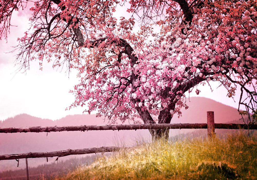 Πινακας σε καμβά BLOSSOM TREE