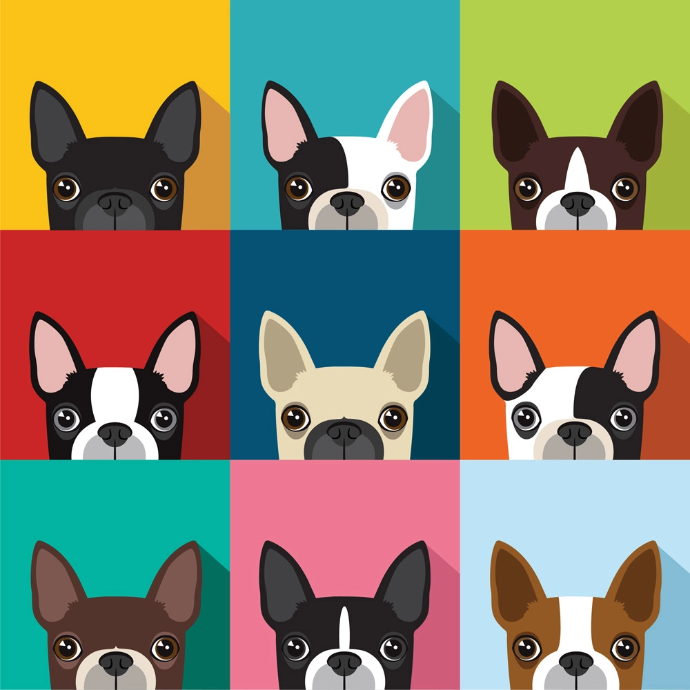 Πίνακας σε καμβά BOSTON TERRIER DOG FULL COLOR