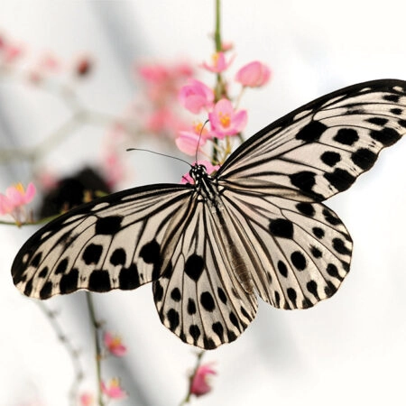 Πινακας σε καμβά BUTTERFLY - Πεταλουδες Sticky 4