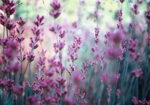 Πινακας σε καμβά LAVENDER