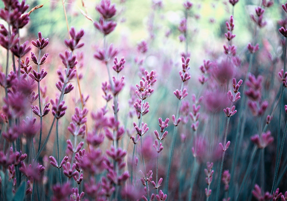 Πινακας σε καμβά LAVENDER