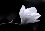 Πινακας σε καμβά MAGNOLIA