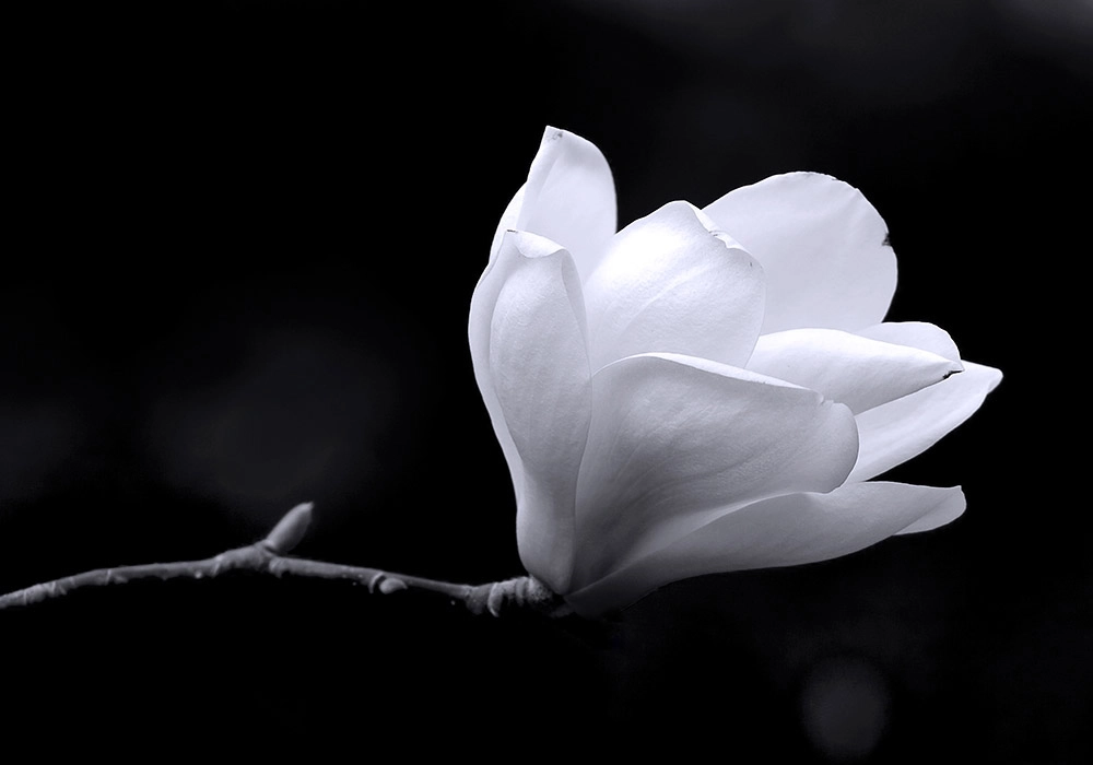 Πινακας σε καμβά MAGNOLIA