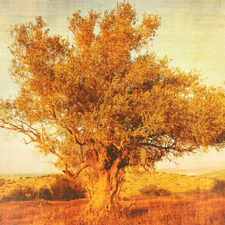 Πινακας σε καμβά OLIVE TREE 2 - Υπαιθρος Sticky 5