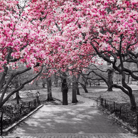 Πινακας σε καμβά PINK BLOSSOM PARK - Ανθη Δεντρων Sticky 5