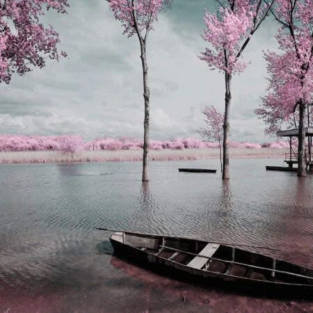 Πινακας σε καμβά PINK LAKE BOAT - Ανθη Δεντρων Sticky 5