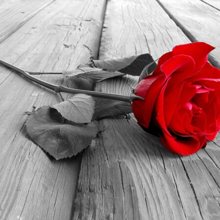 Πινακας σε καμβά Πίνακας RED ROSE - Τριανταφυλλα Sticky 5