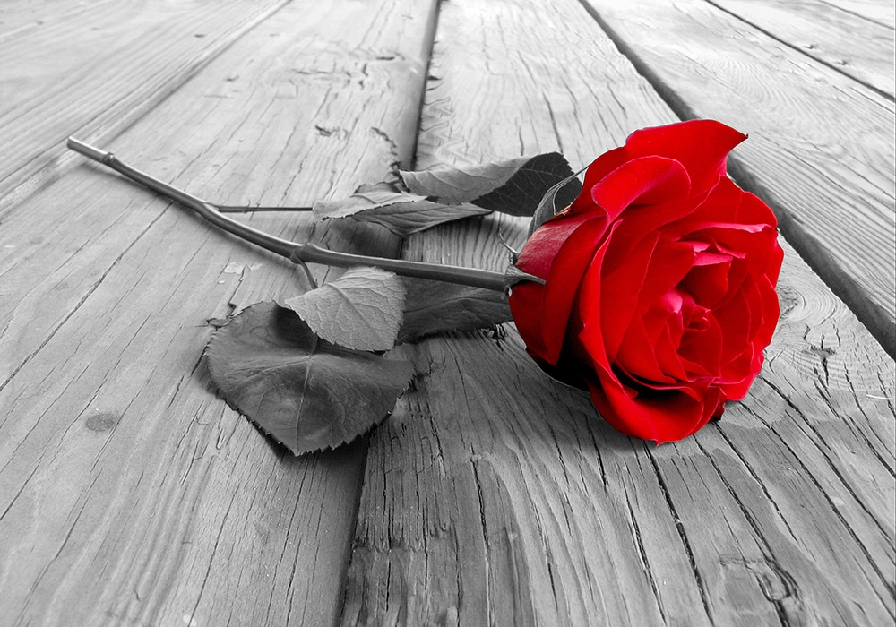 Πινακας σε καμβά Πίνακας RED ROSE