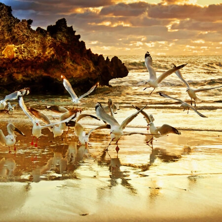 Πινακας σε καμβά ROCKS SUNSET - Πουλια Sticky 5