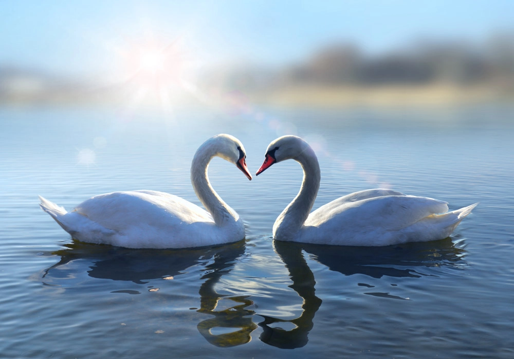 Πινακας σε καμβά ROMANTIC SWANS