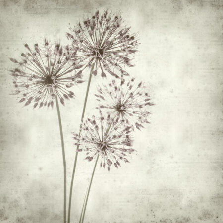 Πίνακας σε καμβά TEXTURED OLD PAPER BACKGROUND ALLIUM - Floral - Λουλουδια Sticky 5