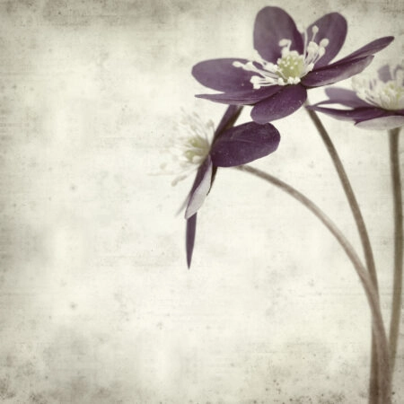 Πίνακας σε καμβά TEXTURED OLD PAPER BACKGROUND ANEMONE HEPATICA - Ανεμωνες Sticky 5