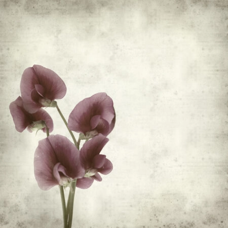 Πίνακας σε καμβά TEXTURED OLD PAPER BACKGROUND LATHYRUS TINGITANUS - Floral - Λουλουδια Sticky 5