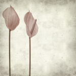 Πίνακας σε καμβά TEXTURED OLD PAPER BACKGROUND PINK ANTHURIUM