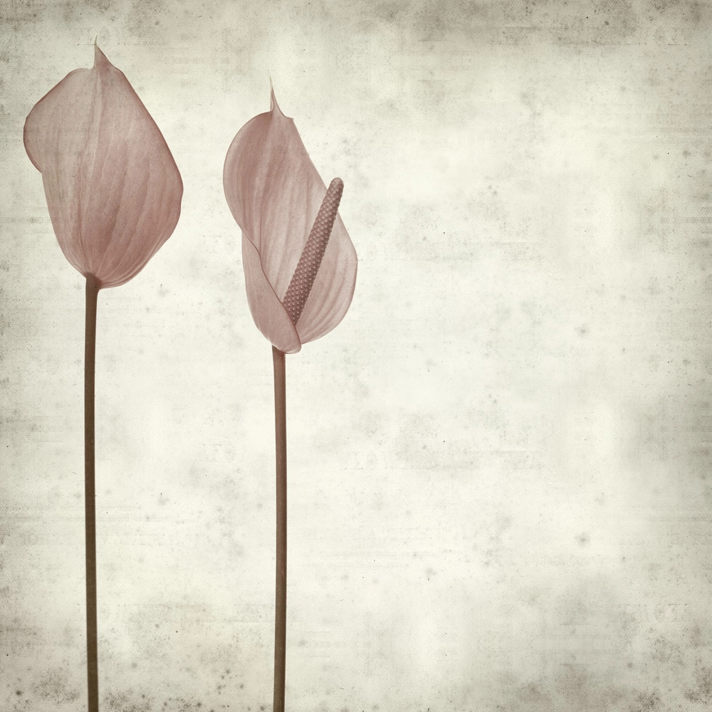 Πίνακας σε καμβά TEXTURED OLD PAPER BACKGROUND PINK ANTHURIUM