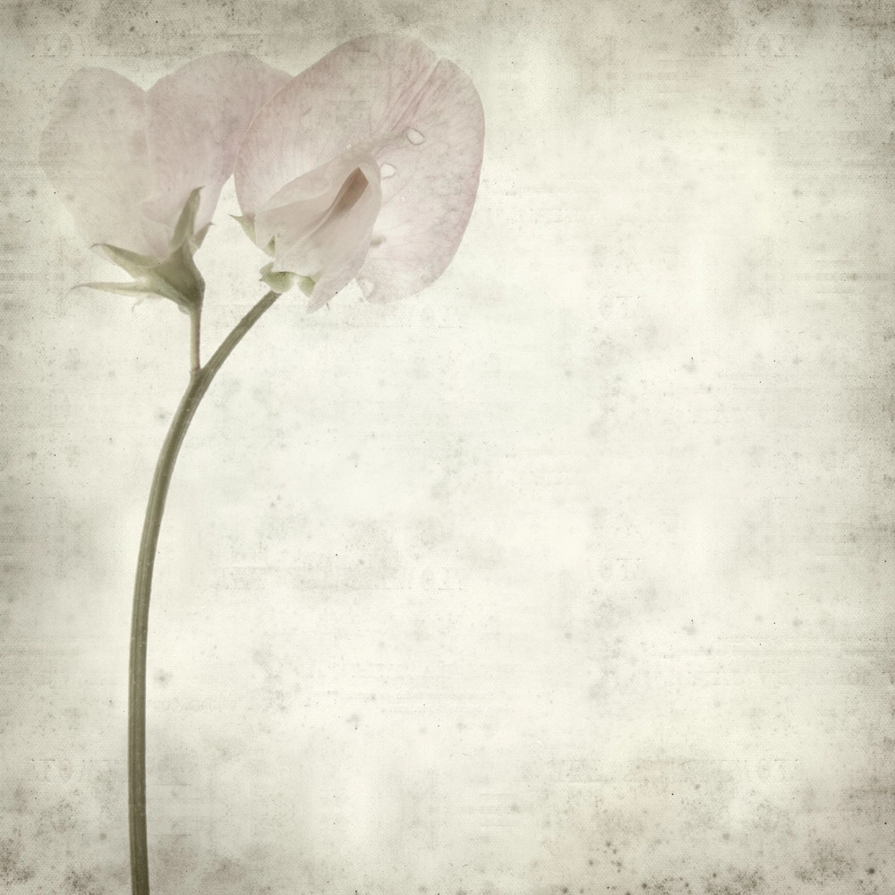 Πίνακας σε καμβά TEXTURED OLD PAPER BACKGROUND SWEET PEA