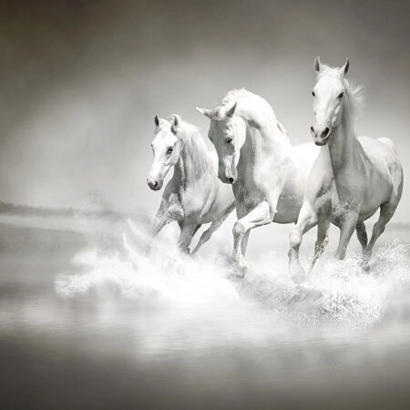 Πινακας σε καμβά WILD HORSES - Πινακες σε καμβα Sticky 5