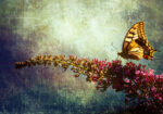 Πινακας σε καμβά BUTTERFLY LILAC