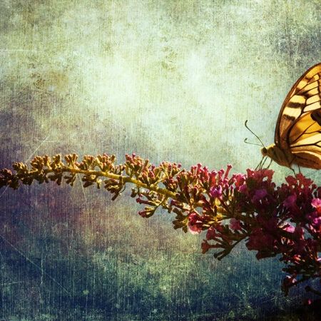 Πινακας σε καμβά BUTTERFLY LILAC - Πεταλουδες Sticky 4