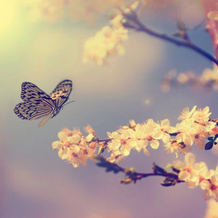 Πινακας σε καμβά BUTTERFLY TREE - Πεταλουδες Sticky 5