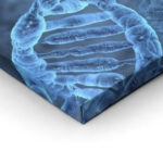 Πινακας σε καμβά DNA