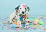 Πινακας σε καμβά FUNNY LITTLE DALMATIAN PUPPY