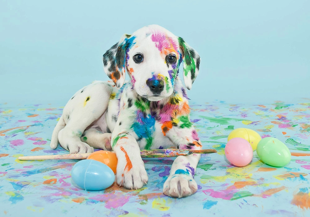 Πινακας σε καμβά FUNNY LITTLE DALMATIAN PUPPY