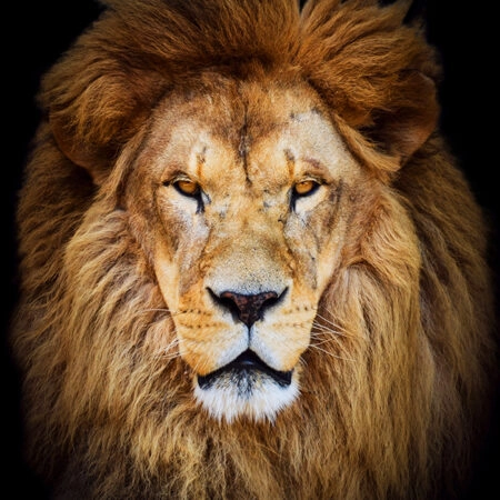 Πινακας σε καμβά LION PORTRAIT - Ζωα Sticky 5