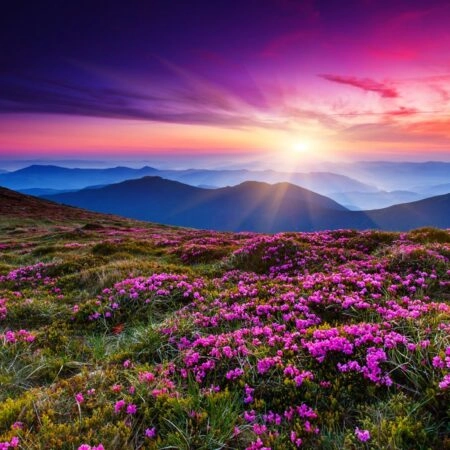Πινακας σε καμβά MOUNTAIN FLOWERS - Βουνα Sticky 4