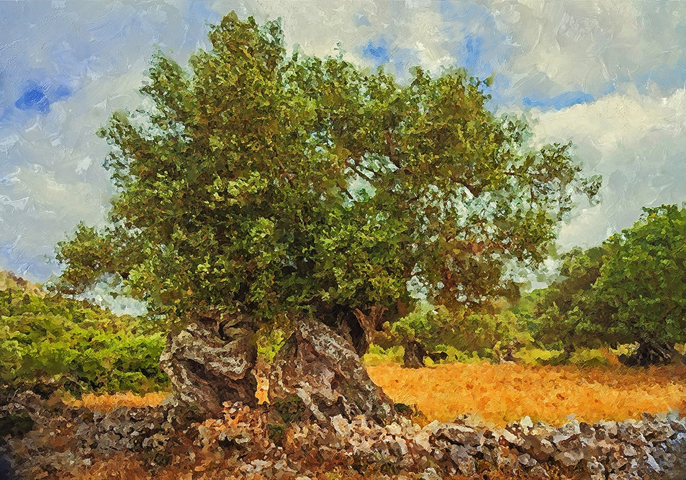 Πινακας σε καμβά OLIVE DRAWING 1