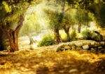 Πινακας σε καμβά OLIVE TREES 2