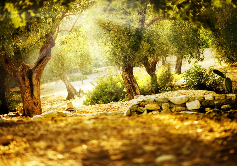 Πινακας σε καμβά OLIVE TREES 2