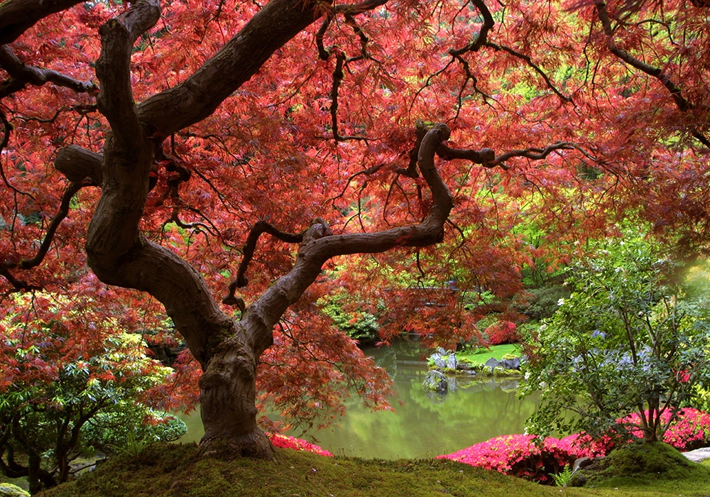 Πινακας σε καμβά SAKURA LAKE